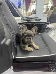Lost Female Dog last seen Vega Dr, Heath, TX 75126