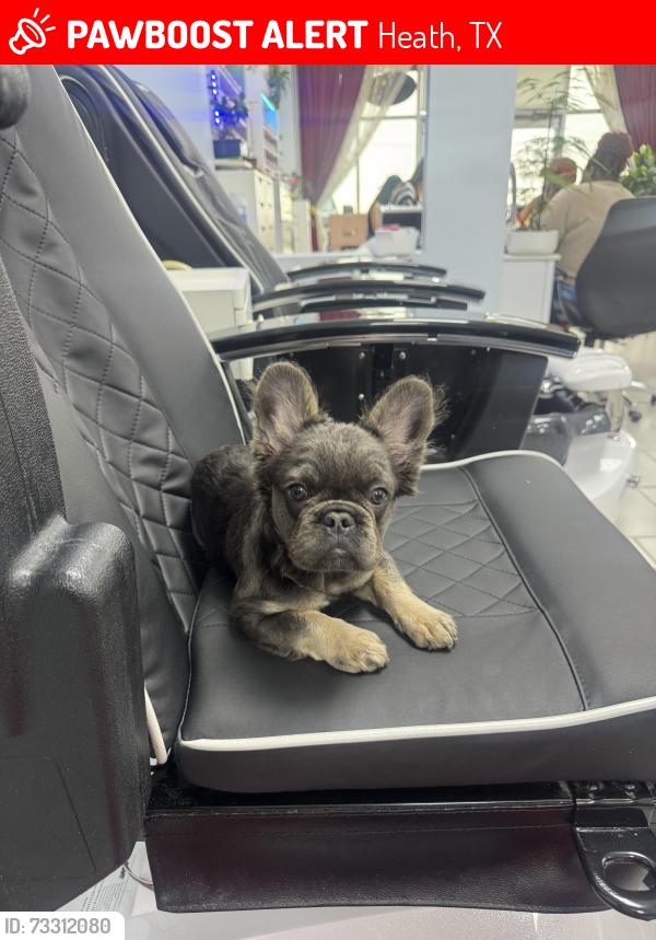 Lost Female Dog last seen Vega Dr, Heath, TX 75126
