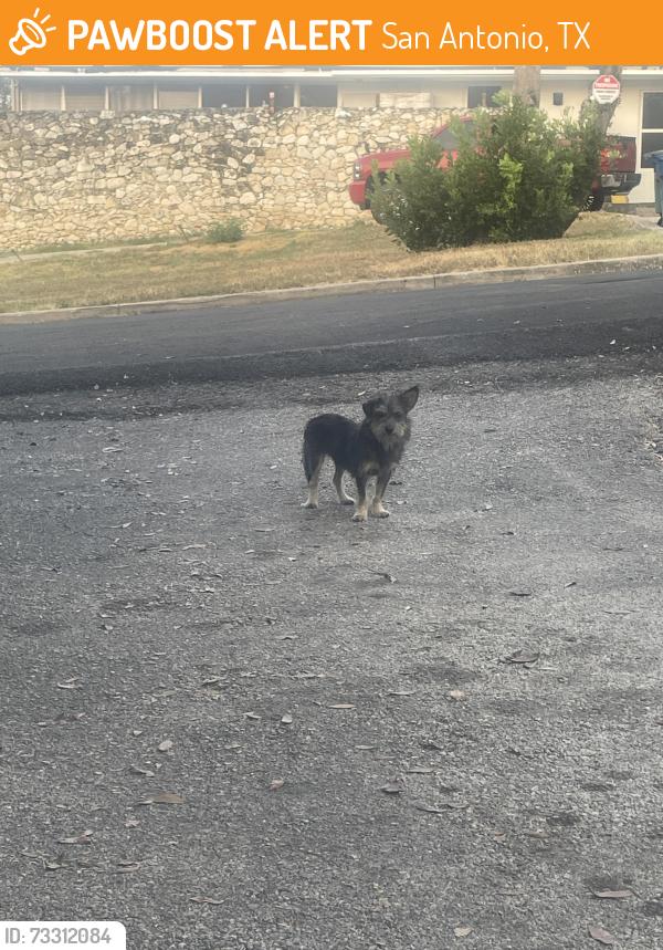 Found/Stray Female Dog last seen Inspiration Hills, San Antonio, TX 78228