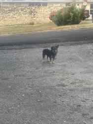 Found/Stray Female Dog last seen Inspiration Hills, San Antonio, TX 78228