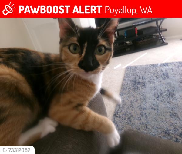 Lost Female Cat last seen Fruitland Road, Puyallup, WA 98371