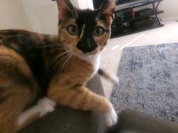 Lost Female Cat last seen Fruitland Road, Puyallup, WA 98371