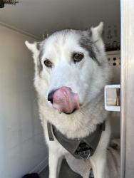 Shelter Stray Female Dog last seen ELSIE AVE/STOCKTON BLVD, 95828, 3839 Bradshaw Rd, Sacramento, CA 95827, USA