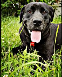 Reunited Male Dog last seen Near E 73rd St, KC MO 64131, Kansas City, MO 64131