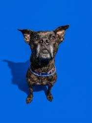 Shelter Stray Female Dog last seen WESTSIDE HIGH SCHOOL, 2020 Forest St, Jacksonville, FL 32204, USA