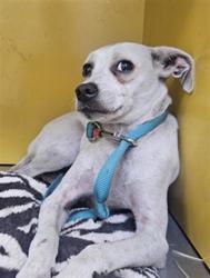 Shelter Stray Female Dog last seen , 3201 Lacy St, Los Angeles, CA 90031, USA