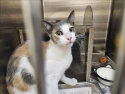 Shelter Stray Female Cat last seen , 3201 Lacy St, Los Angeles, CA 90031, USA