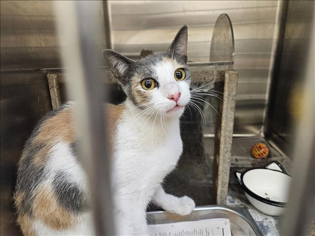 Shelter Stray Female Cat last seen , 3201 Lacy St, Los Angeles, CA 90031, USA