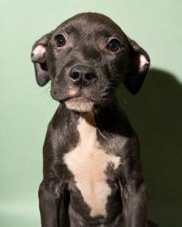 Shelter Stray Female Dog last seen Near BLOCK NANCY ST, 2020 Forest St, Jacksonville, FL 32204, USA