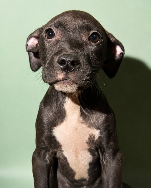 Shelter Stray Female Dog last seen Near BLOCK NANCY ST, 2020 Forest St, Jacksonville, FL 32204, USA