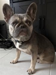 Shelter Stray Female Dog last seen TOTTERIDGE PL, 19640 Dogpatch Ln, Land O' Lakes, FL 34638, USA