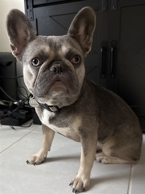 Shelter Stray Female Dog last seen TOTTERIDGE PL, 19640 Dogpatch Ln, Land O' Lakes, FL 34638, USA