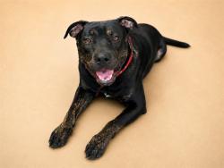 Shelter Stray Male Dog last seen Near BLOCK OLD GAINESVILLE ROAD, 2020 Forest St, Jacksonville, FL 32204, USA