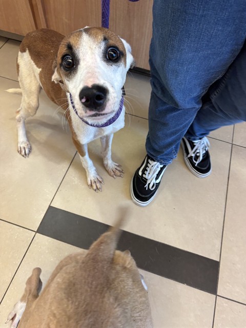 Shelter Stray Male Dog last seen Near BLOCK LUMBERTON RD, 19640 Dogpatch Ln, Land O' Lakes, FL 34638, USA