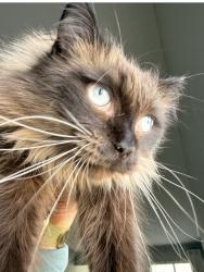 Lost Male Cat last seen Auburn Rd. Prouty Rd. Route 44, Lockwood Ridge Condominiums, OH 44077
