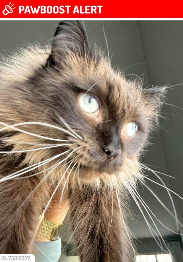 Lost Male Cat last seen Auburn Rd. Prouty Rd. Route 44, Lockwood Ridge Condominiums, OH 44077