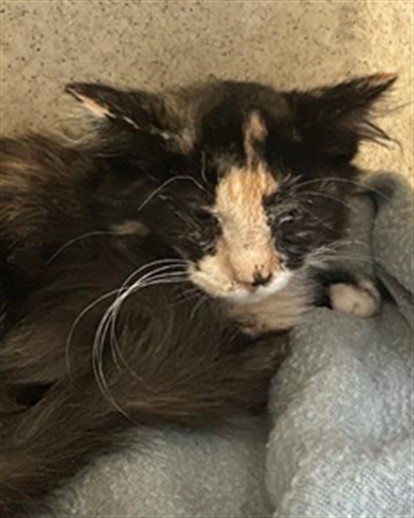 Shelter Stray Female Cat last seen GARDENDALE RD & NELMARK ST, 2127 Front St, Sacramento, CA 95818, USA