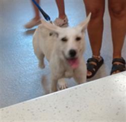 Shelter Stray Male Dog last seen Near BLOCK CEDAR CREEK, 3528 Newburg Rd, Louisville, KY 40218, USA