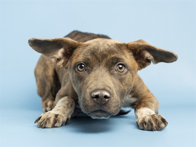 Shelter Stray Female Dog last seen A26-105839, 5501 E Van Buren St, Phoenix, AZ 85008, USA