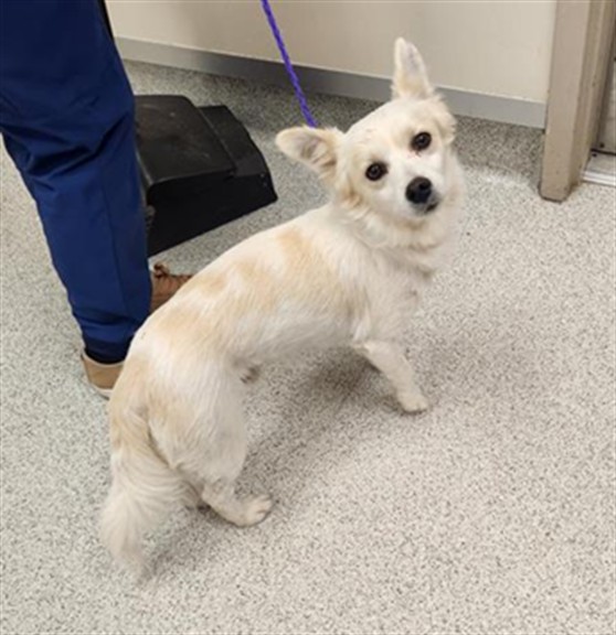 Shelter Stray Male Dog last seen TEMPO WY / ALLEGRA DR, 9150 Union Park Way, Elk Grove, CA 95624, USA