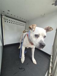 Shelter Stray Female Dog last seen Near BLK CAMPUS PARK DR, BAKERSFIELD CA, 201 S Mt Vernon Ave, Bakersfield, CA 93307, USA