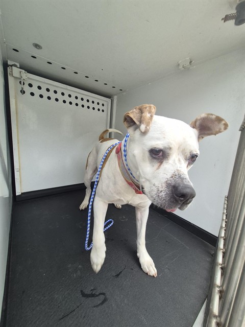 Shelter Stray Female Dog last seen Near BLK CAMPUS PARK DR, BAKERSFIELD CA, 201 S Mt Vernon Ave, Bakersfield, CA 93307, USA