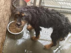 Shelter Stray Female Dog last seen SADDLEBACK X ETHANAC, 227 N D St, Perris, CA 92570, USA