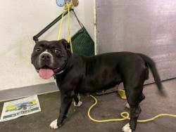 Shelter Stray Female Dog last seen , 1850 W 60th St, Los Angeles, CA 90047, USA