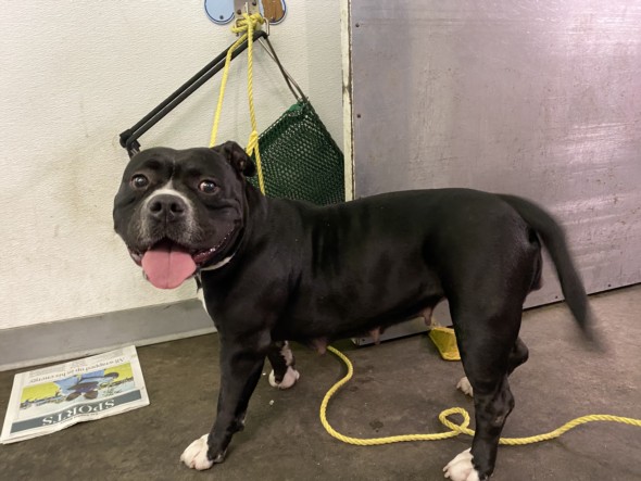 Shelter Stray Female Dog last seen , 1850 W 60th St, Los Angeles, CA 90047, USA