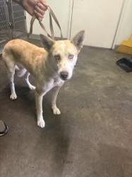 Shelter Stray Female Dog last seen , 1850 W 60th St, Los Angeles, CA 90047, USA