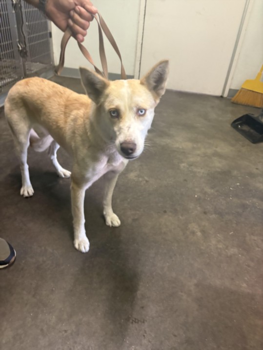 Shelter Stray Female Dog last seen , 1850 W 60th St, Los Angeles, CA 90047, USA
