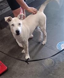 Shelter Stray Male Dog last seen , 1850 W 60th St, Los Angeles, CA 90047, USA
