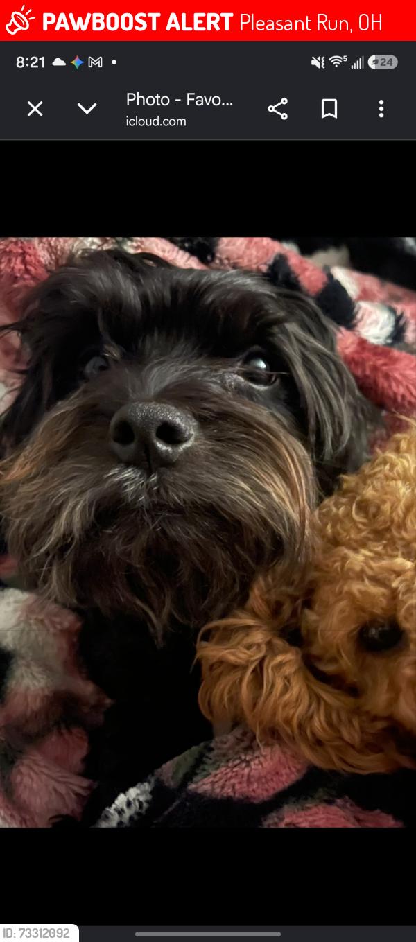 Lost Male Dog last seen Pippin rd, Pleasant Run, OH 45240