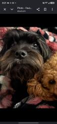 Lost Male Dog last seen Pippin rd, Pleasant Run, OH 45240
