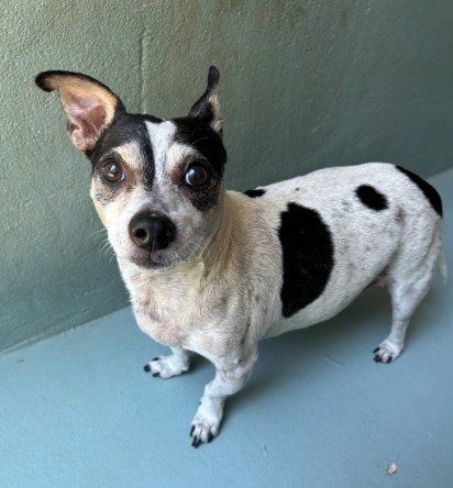 Shelter Stray Male Dog last seen SAND CANYON/ALTON PKWY, 6443 Oak Canyon, Irvine, CA 92618, USA