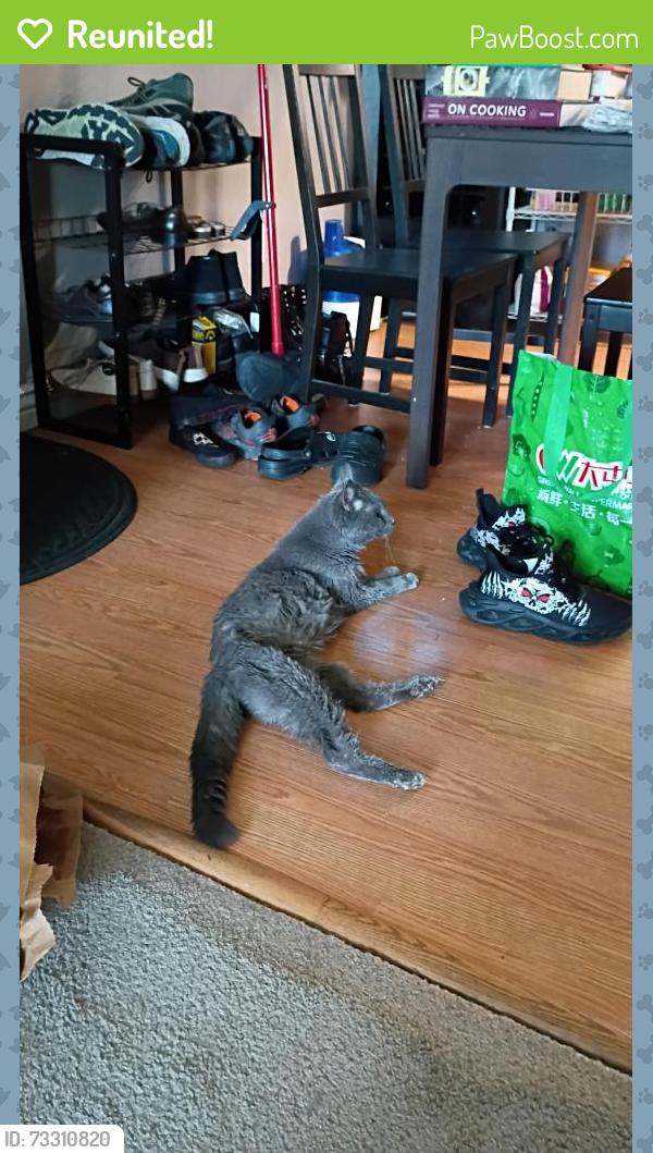Reunited Male Cat last seen Quake st and W 10th Ave, Golden, CO 80401