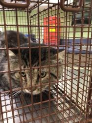 Shelter Stray Unknown Cat last seen 103RD AND YORK ST, 12155 Park Blvd, Brighton, CO 80601, USA