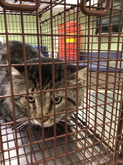 Shelter Stray Unknown Cat last seen 103RD AND YORK ST, 12155 Park Blvd, Brighton, CO 80601, USA