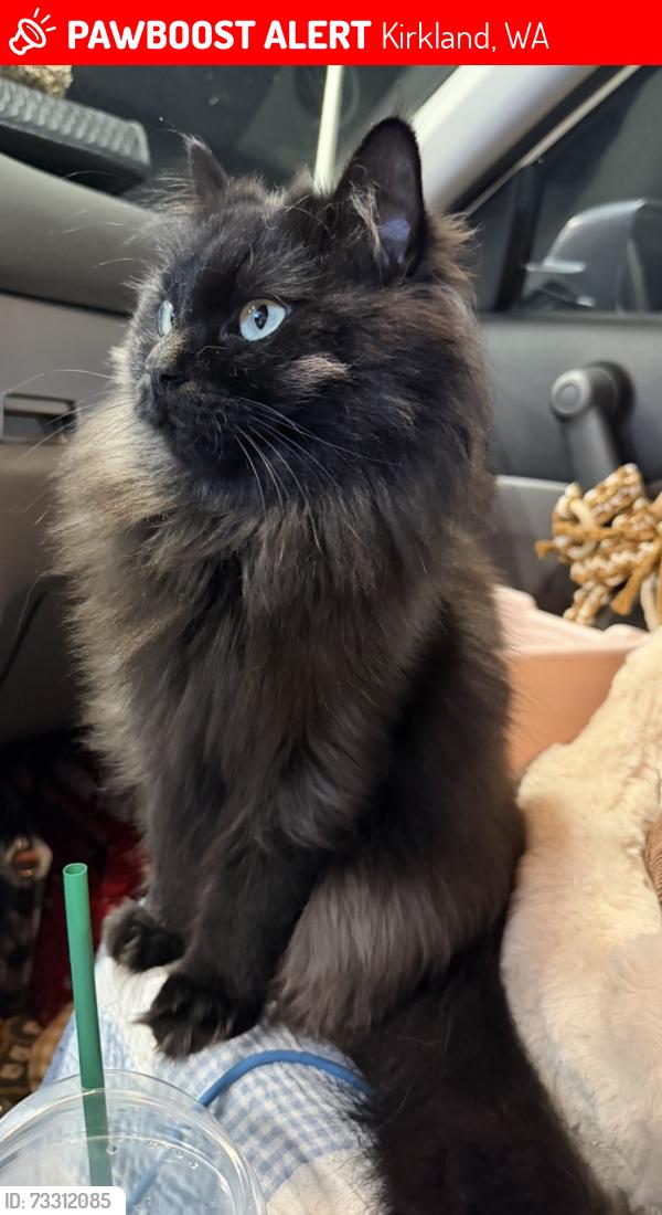 Lost Female Cat last seen 132nd & 80th St, Kirkland, WA 98033
