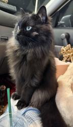 Lost Female Cat last seen 132nd & 80th St, Kirkland, WA 98033