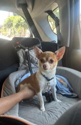Reunited Female Dog last seen W Wellington Ave & N Nordica Ave, Chicago, IL 60634