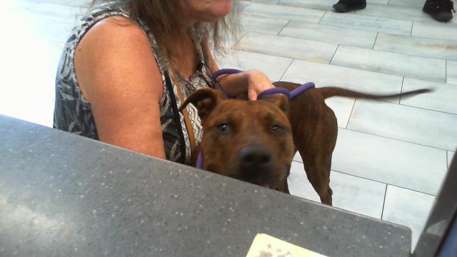 Shelter Stray Female Dog last seen CHARLOTTE, 8315 Byrum Dr, Charlotte, NC 28217, USA