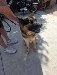 Reunited Male Dog last seen Near S San Jacinto Ave, San Jacinto, CA 92583, USA, San Jacinto, CA 92583