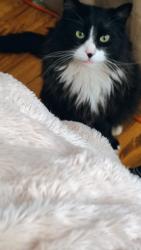 Lost Male Cat last seen Kikkers Bar 15th & C, Council Bluffs, IA 51501
