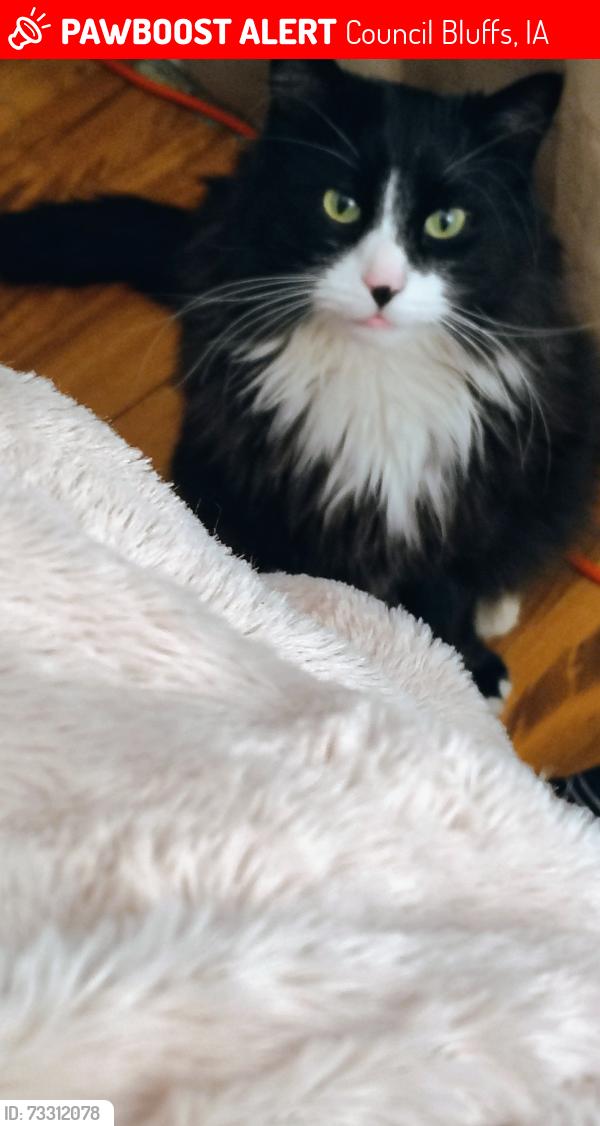 Lost Male Cat last seen Kikkers Bar 15th & C, Council Bluffs, IA 51501