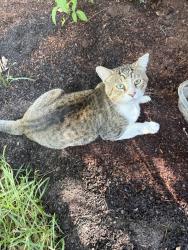 Lost Male Cat last seen Highway 51 Madison Ms, Madison, MS 39110