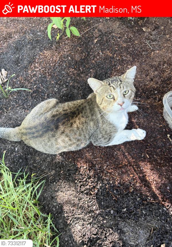 Lost Male Cat last seen Highway 51 Madison Ms, Madison, MS 39110
