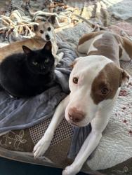 Lost Male Cat last seen York/Xerxes/zenith 81st/82nd, Bloomington, MN 55431