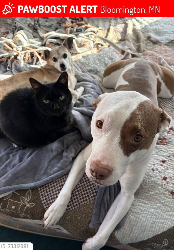 Lost Male Cat last seen York/Xerxes/zenith 81st/82nd, Bloomington, MN 55431