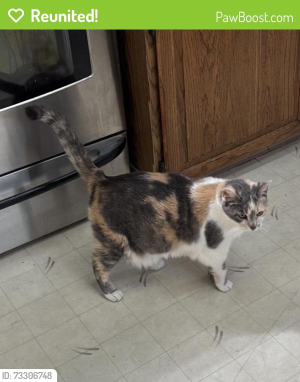Reunited Female Cat last seen N Pearl & W 2nd, Centralia, WA 98531